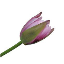 Silk Closed Bud Water Lily Stem Flower in Purple by Silk-ka