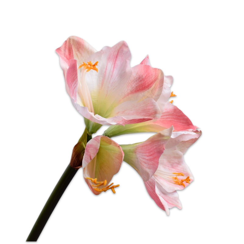 Artificial amaryllis flowers in pink tones isolated on white background