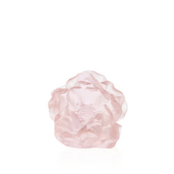 Pink crystal camellia flower sculpture by Daum on white background