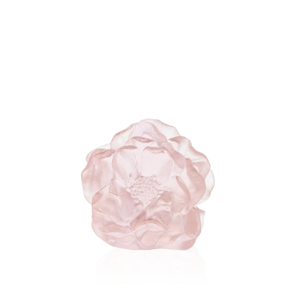 Pink crystal camellia flower sculpture by Daum on white background