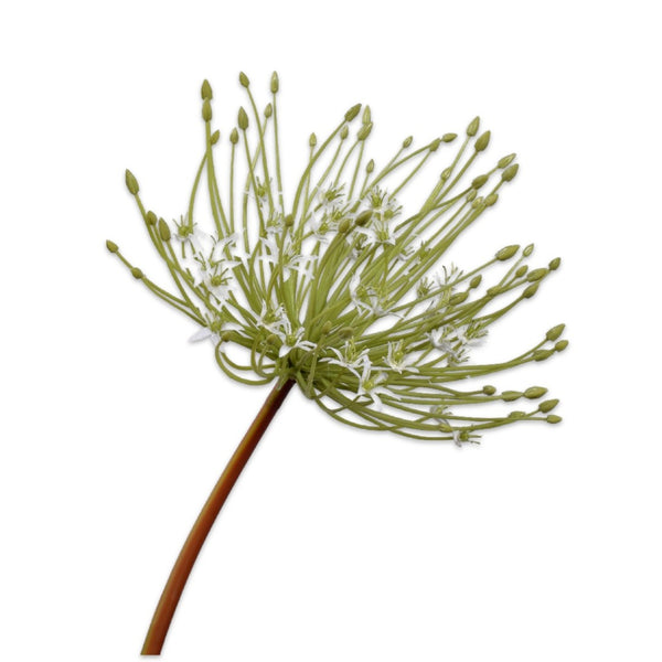 Handcrafted artificial Allium stem in white and green made from waxed silk by Silk-ka, from the Flowers For Life collection by Amiramour.