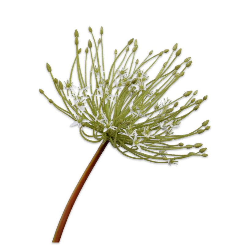Handcrafted artificial Allium stem in white and green made from waxed silk by Silk-ka, from the Flowers For Life collection by Amiramour.
