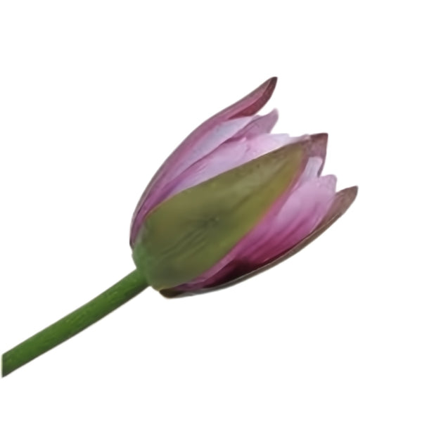 Handcrafted artificial water lily closed bud in purple made from waxed silk by Silk-ka, from the Flowers For Life collection by Amiramour.