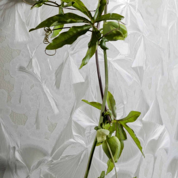 Green plant against a textured white background