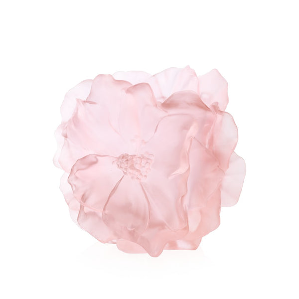 Pink flower on a white background