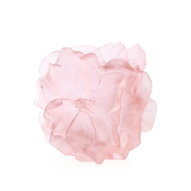 Pink flower on a white background