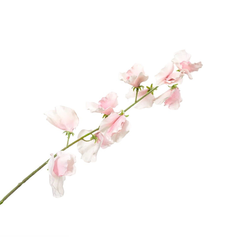 Silk Lathyrus Stem Flower in Light Pink by Silk-ka