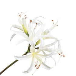 a white flower on a white background