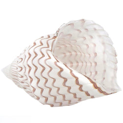 Glass Conch Seashell in White and Amber | Large