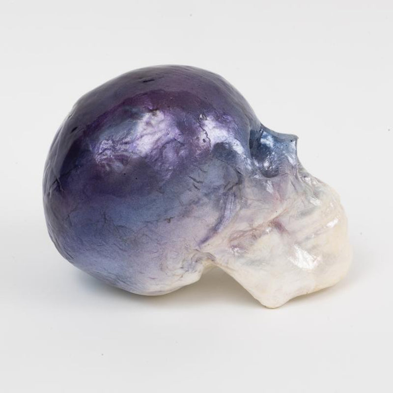 A decorative capiz skull with blue ombre coloring, sided, with white background